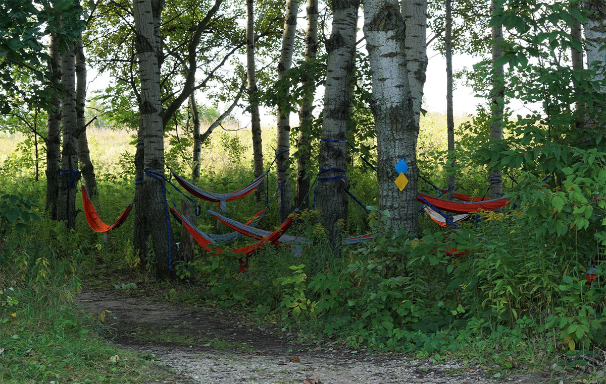 Hammocks hanging from birch trees